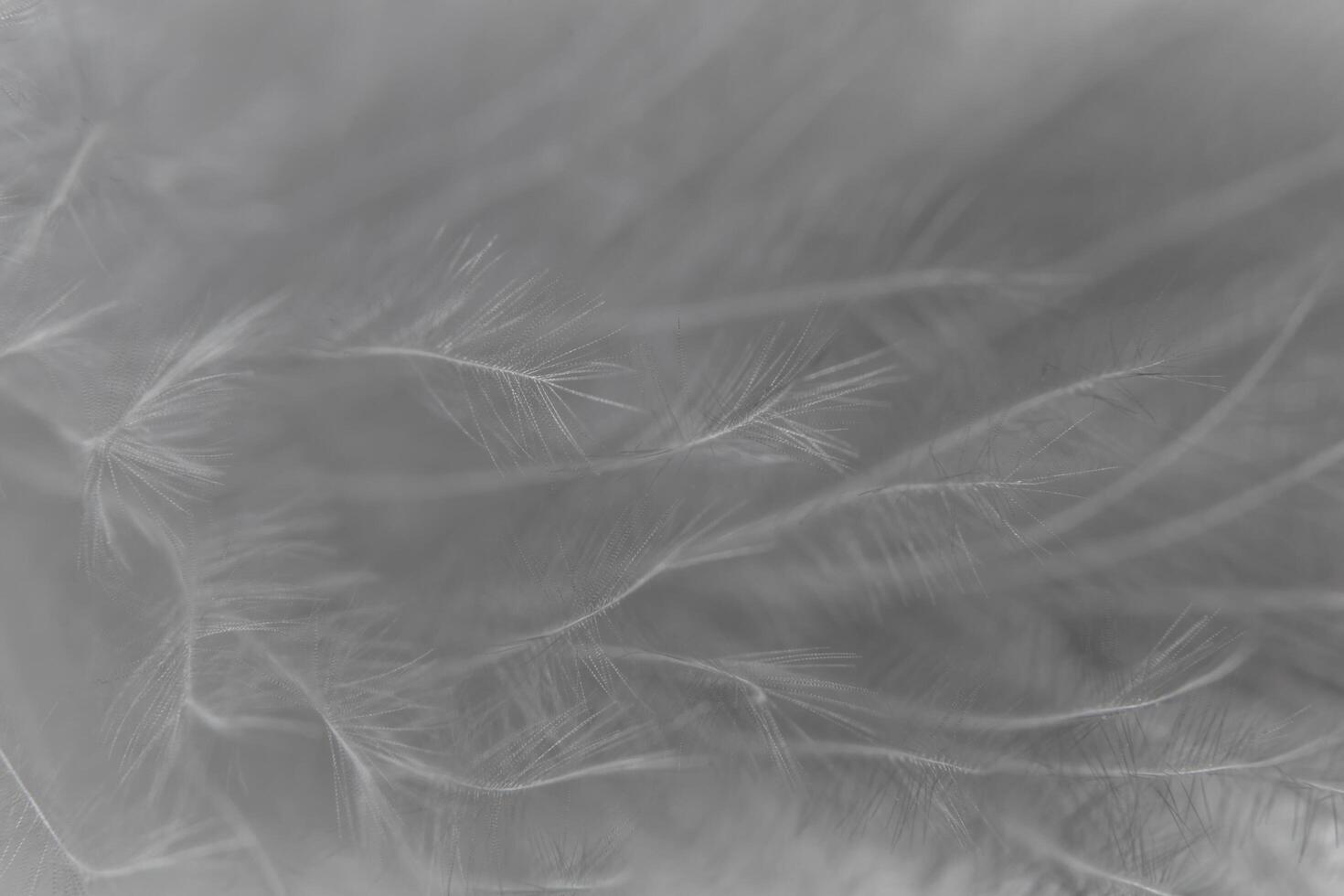 fondo macro de plumas foto