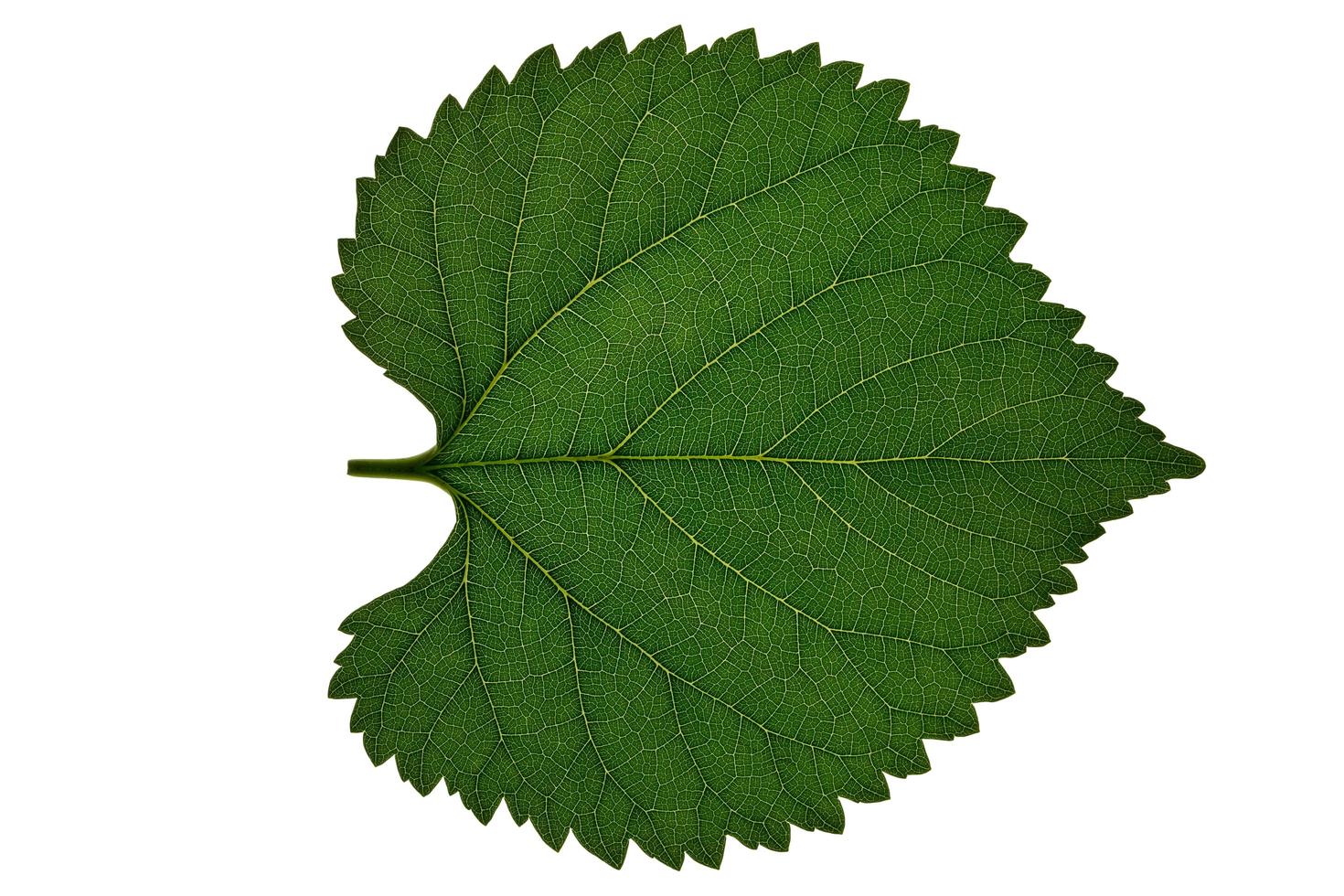 Leaf on white background photo