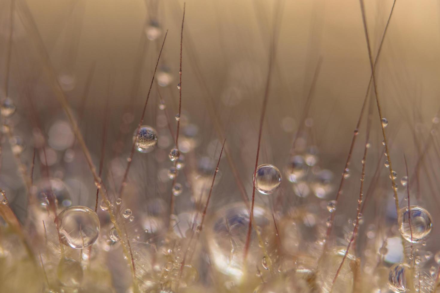 Gotas de agua sobre flores silvestres, fondo borroso foto