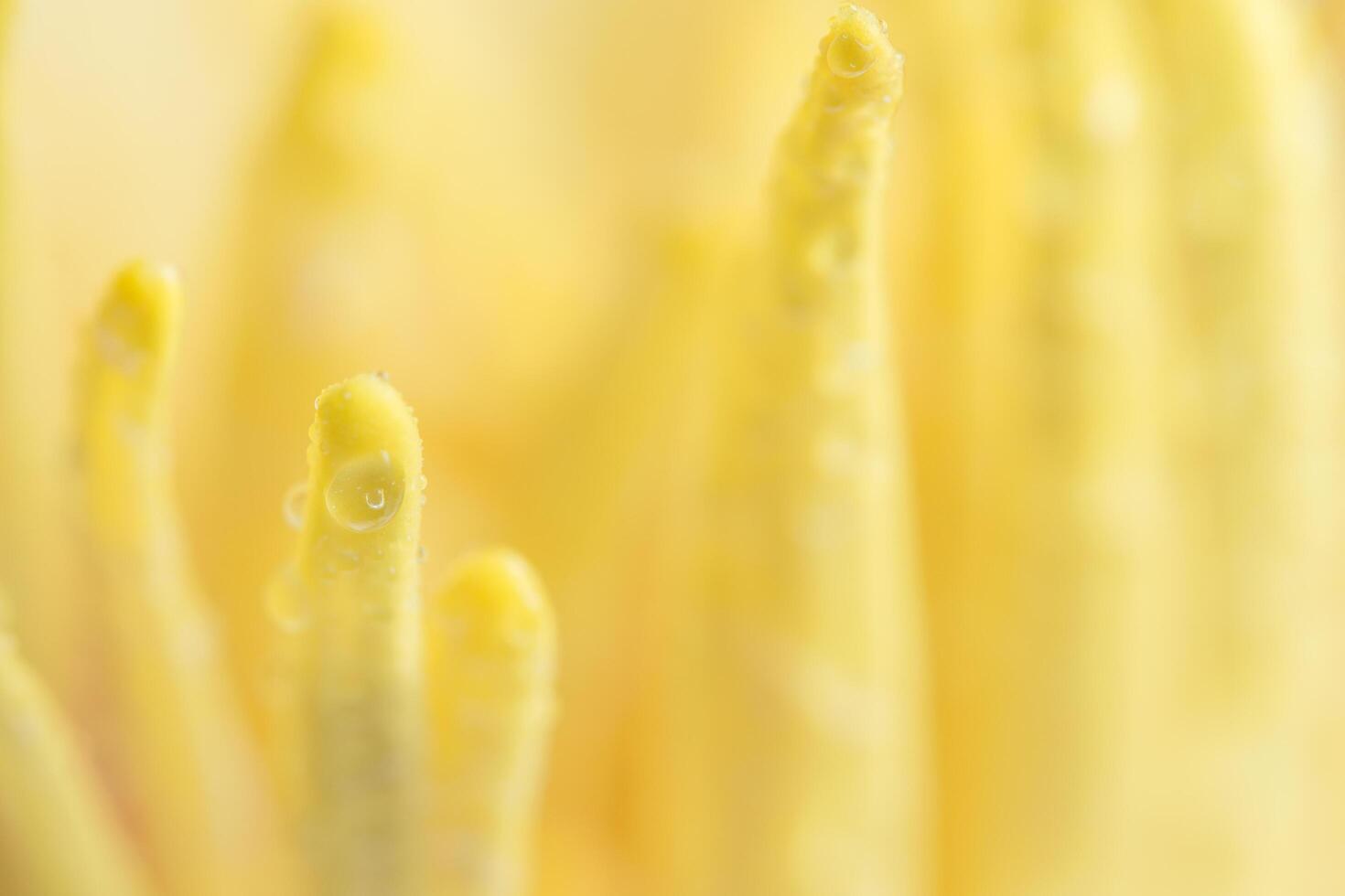 Water drops on yellow lotus pollen, close-up photo