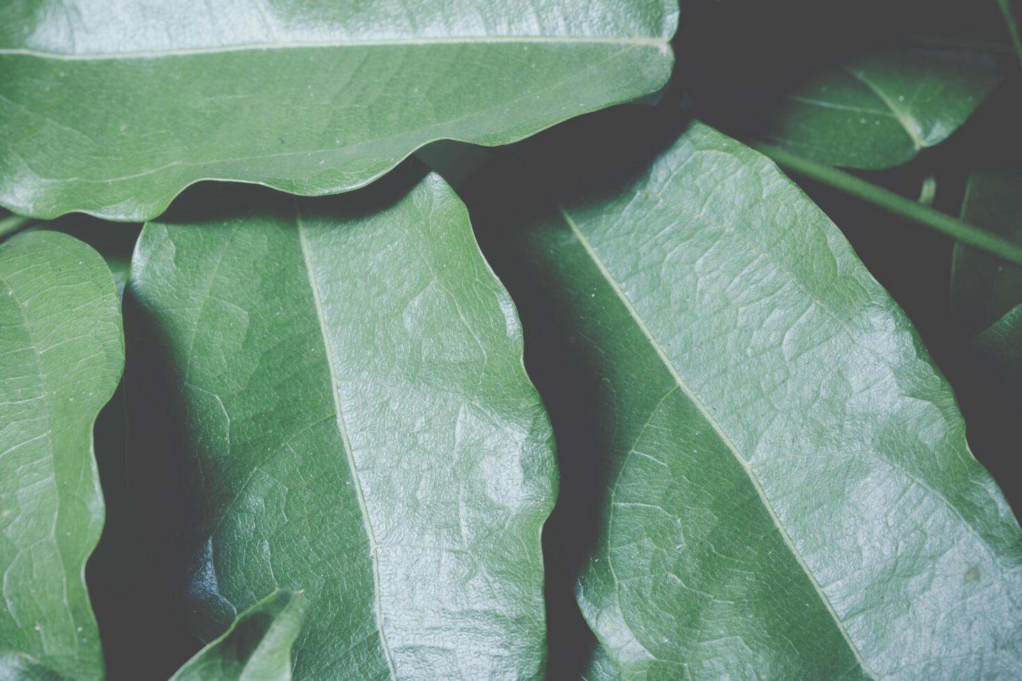 Green leaf background photo