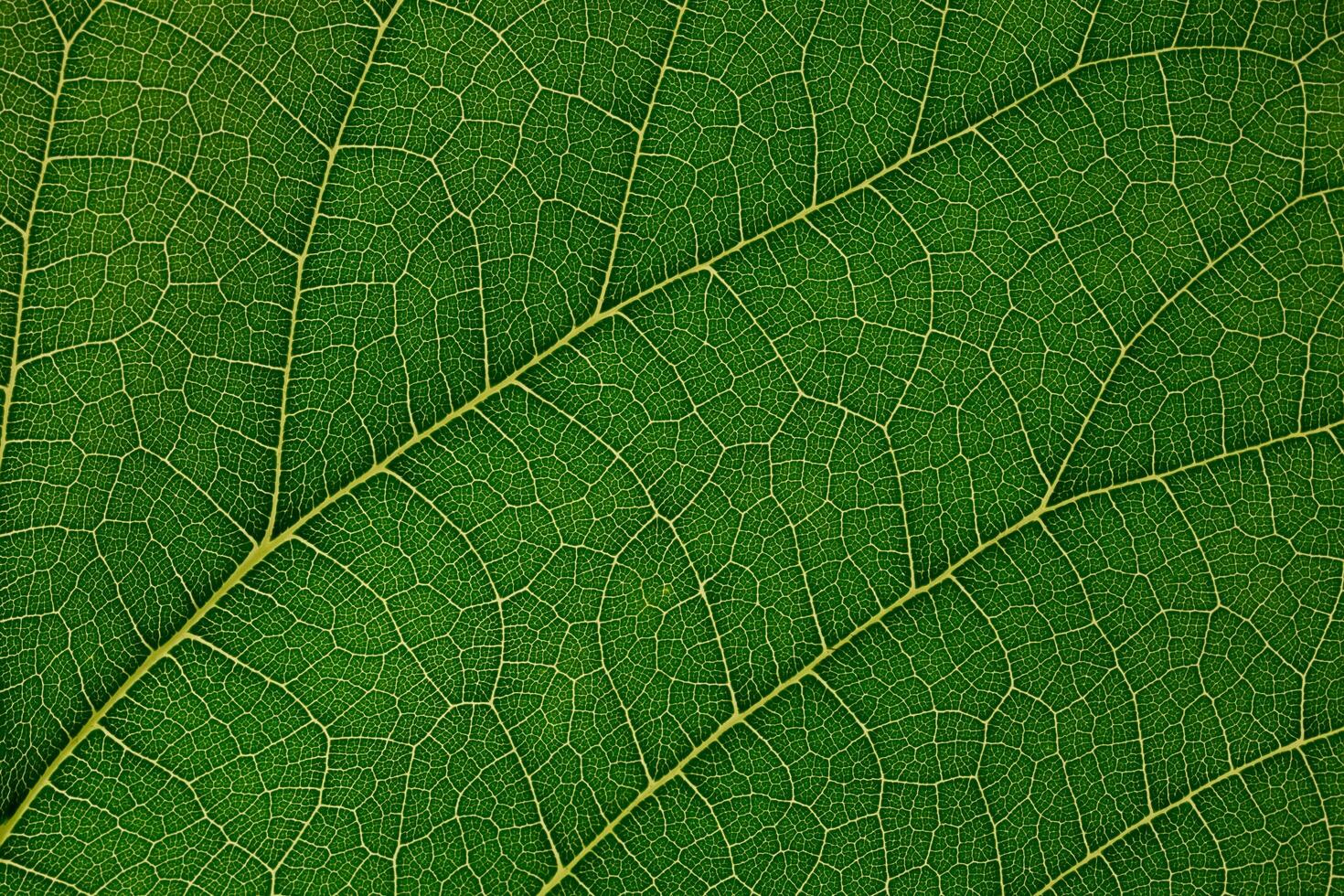 Leaf pattern background photo