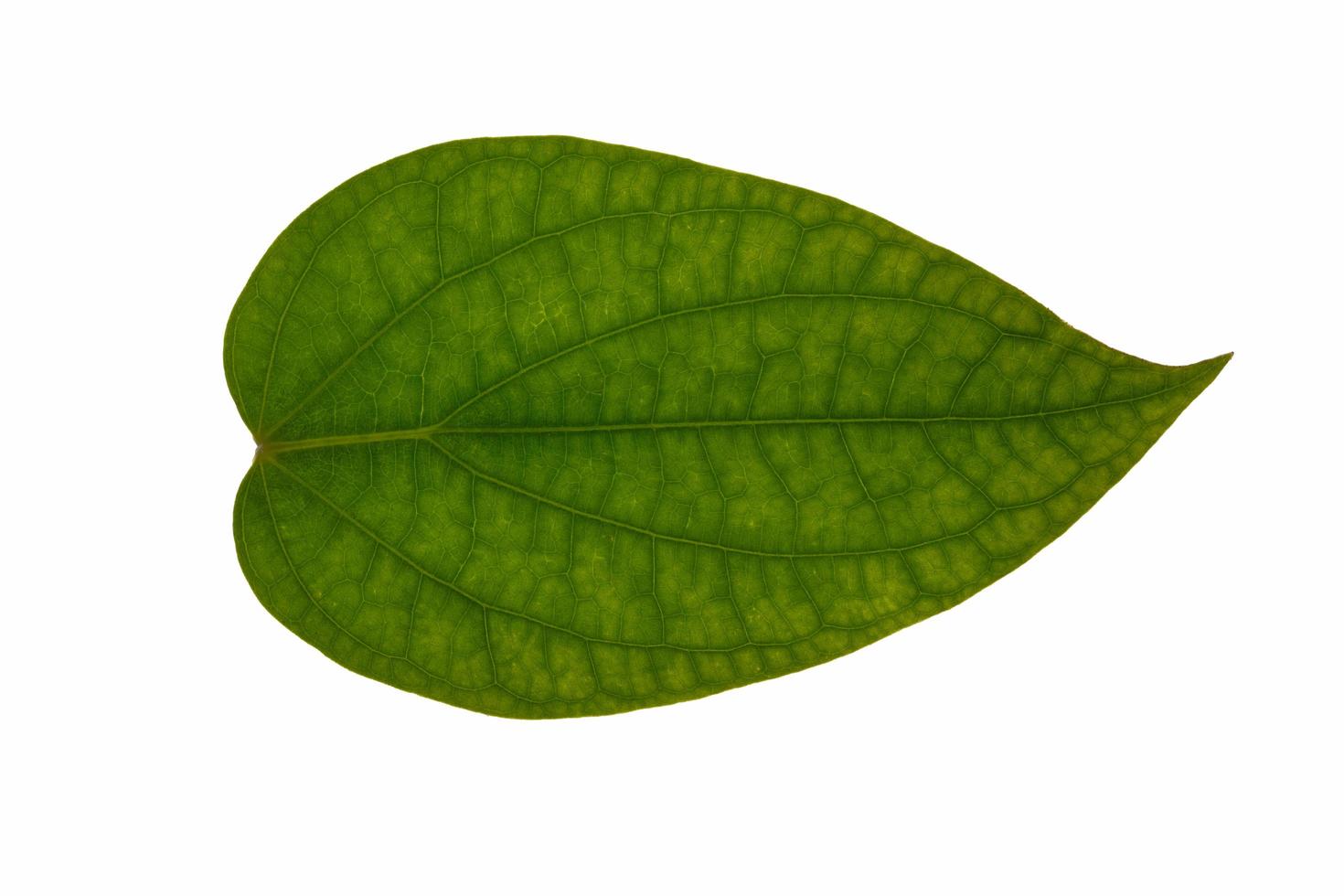 Leaf on white background photo