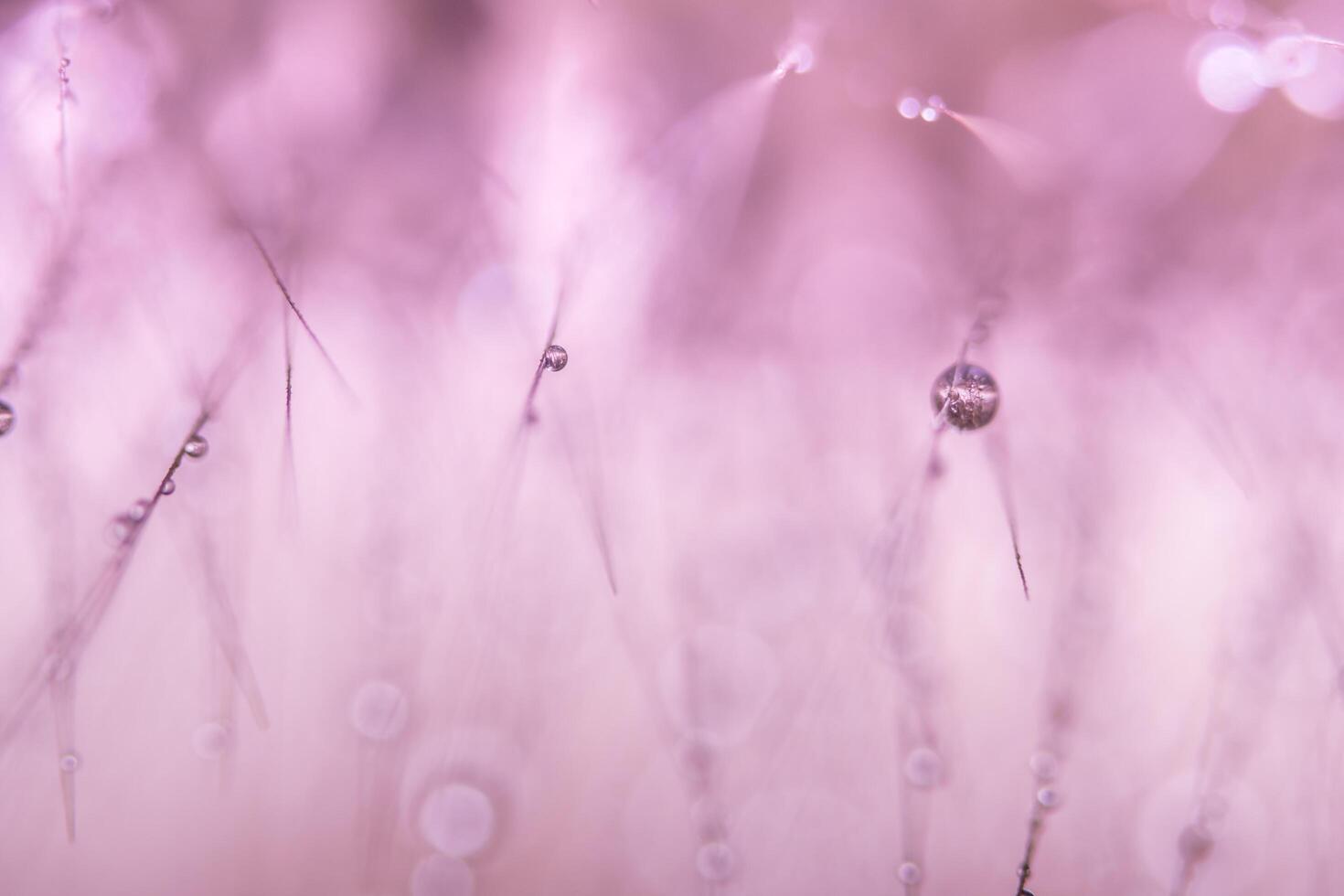 gotas de agua sobre flores silvestres foto