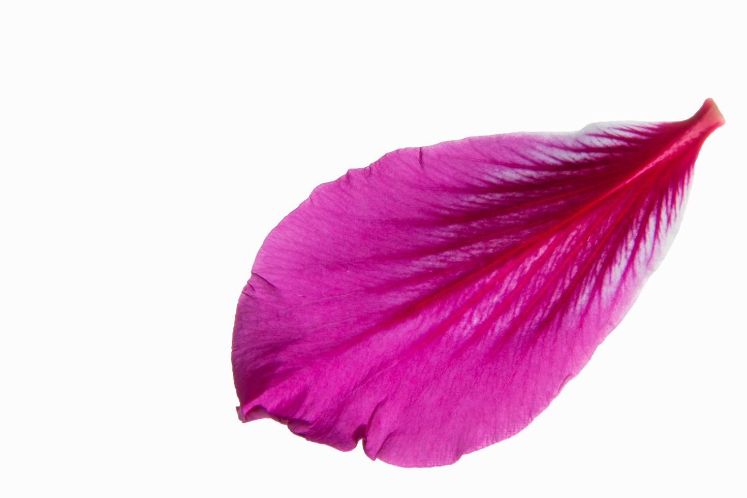 Pink flower petal on white background photo