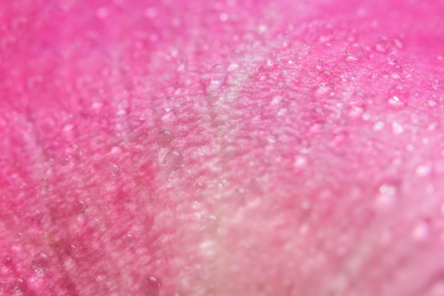 Water droplets on the petals of a pink rose photo