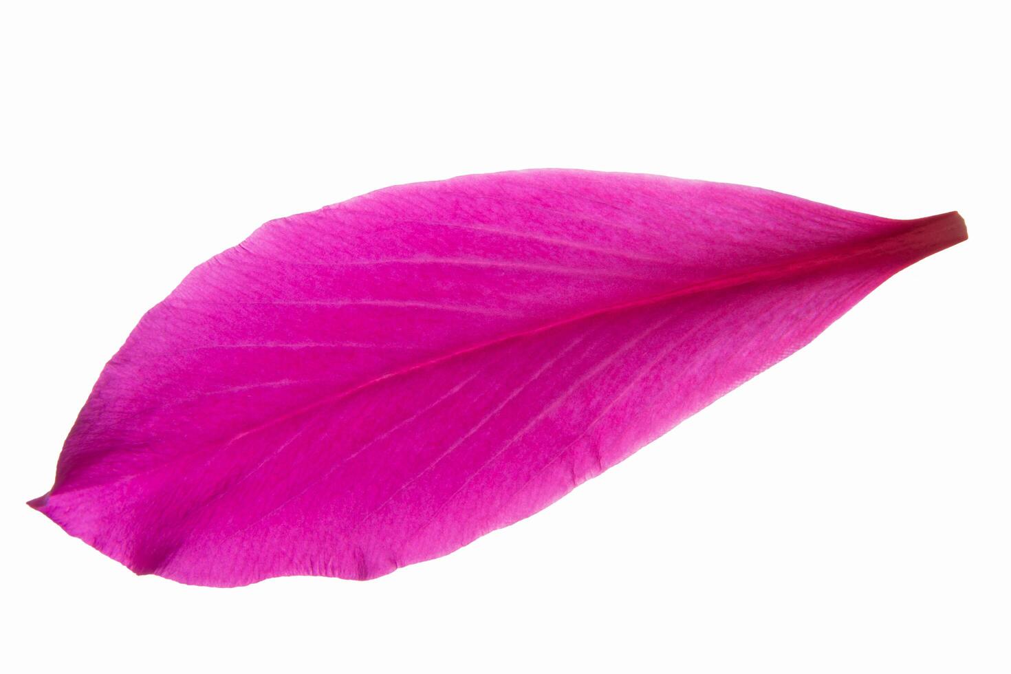 Pink flower petal on white background photo