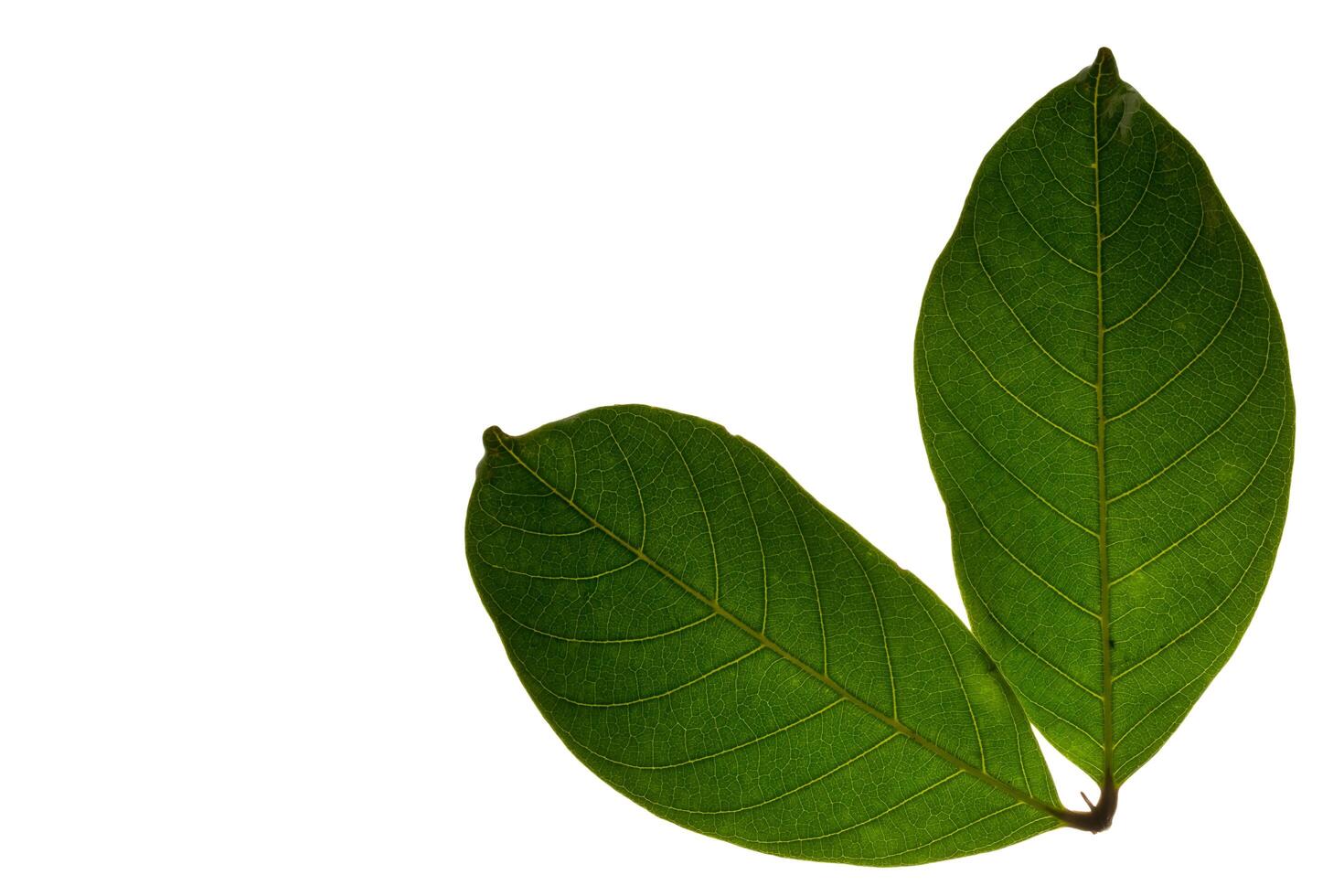 Leaves on white background photo