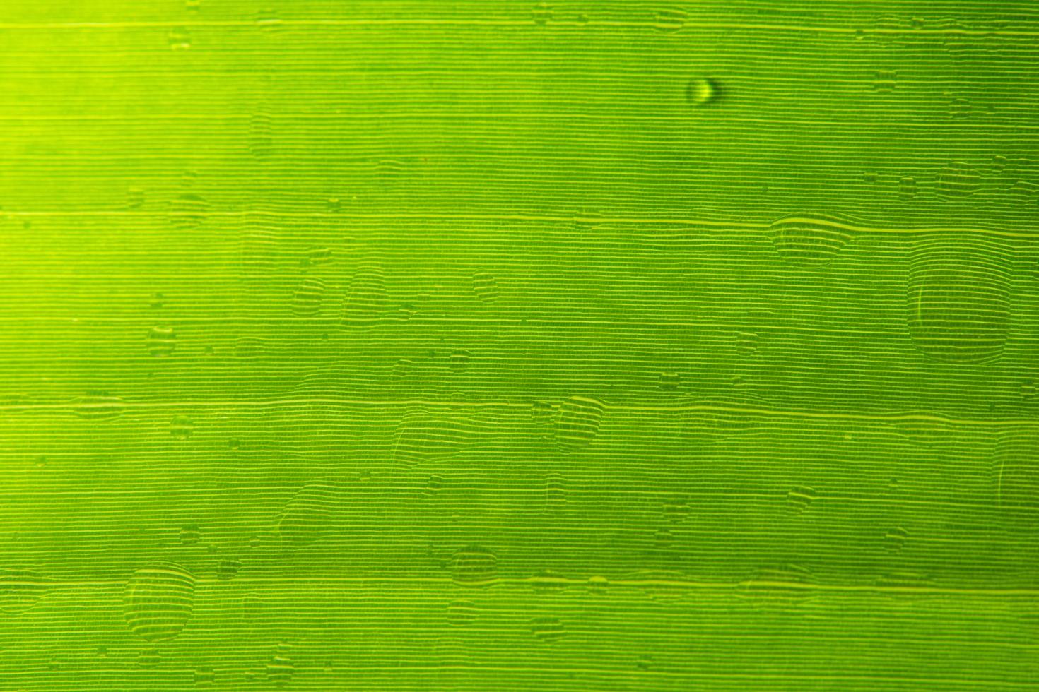 Macro leaf pattern photo