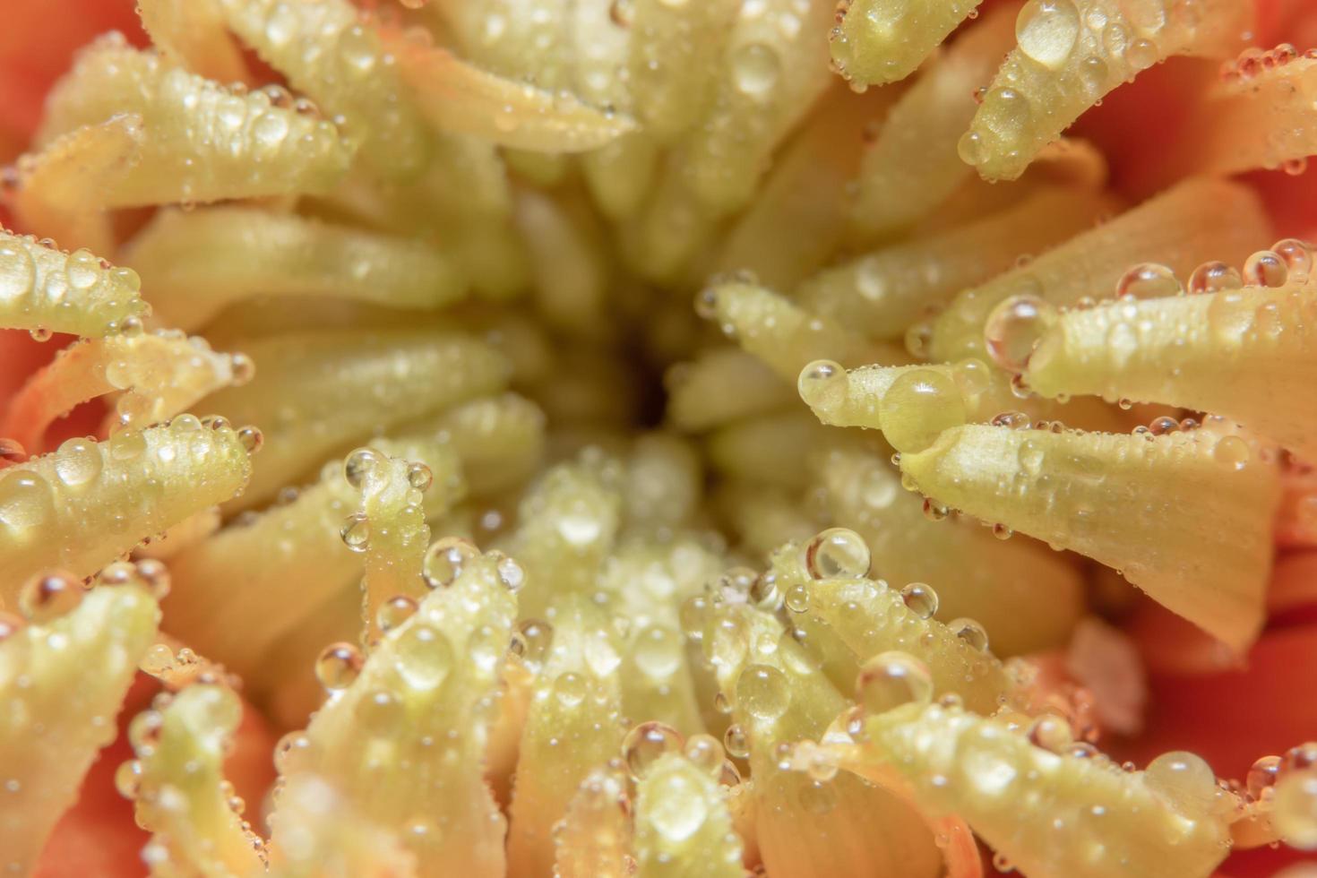 Water drops on orange flower petals, close-up photo