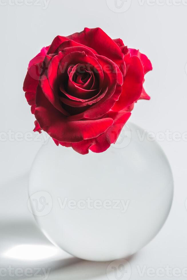 A single red rose is sitting in a clear vase photo