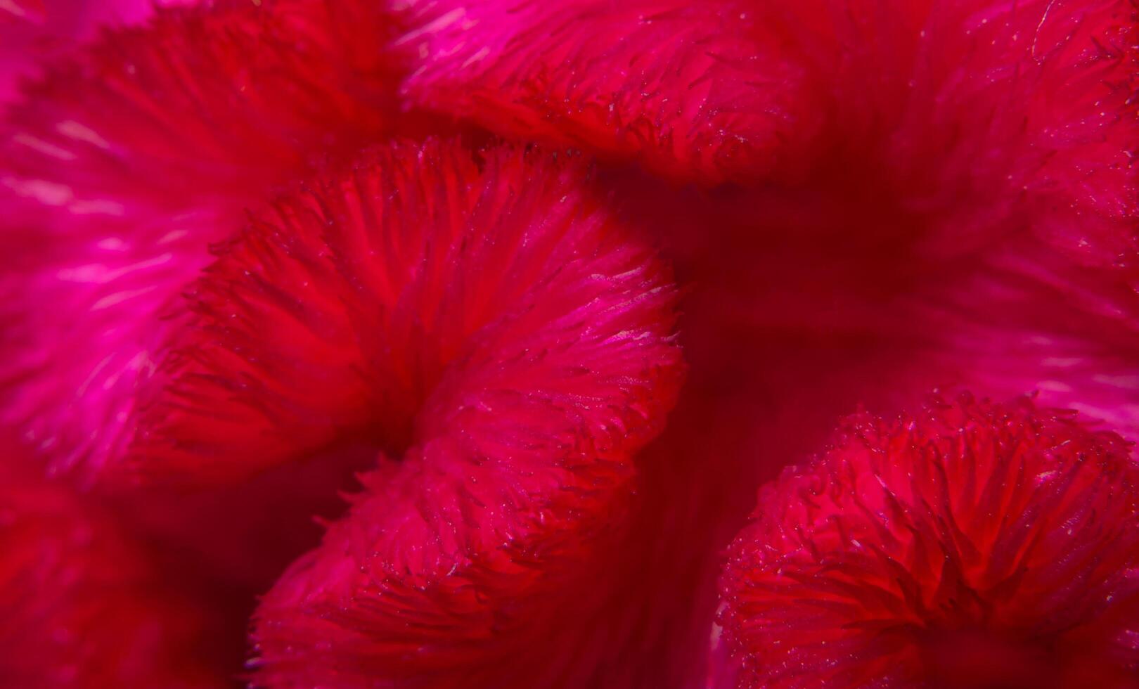 Red flower pattern background photo