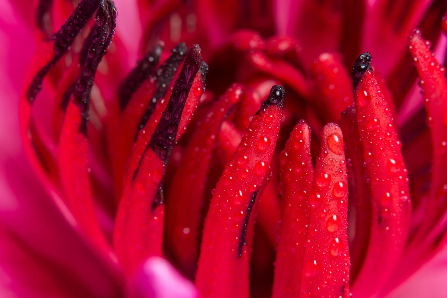 Water drops on red lotus photo