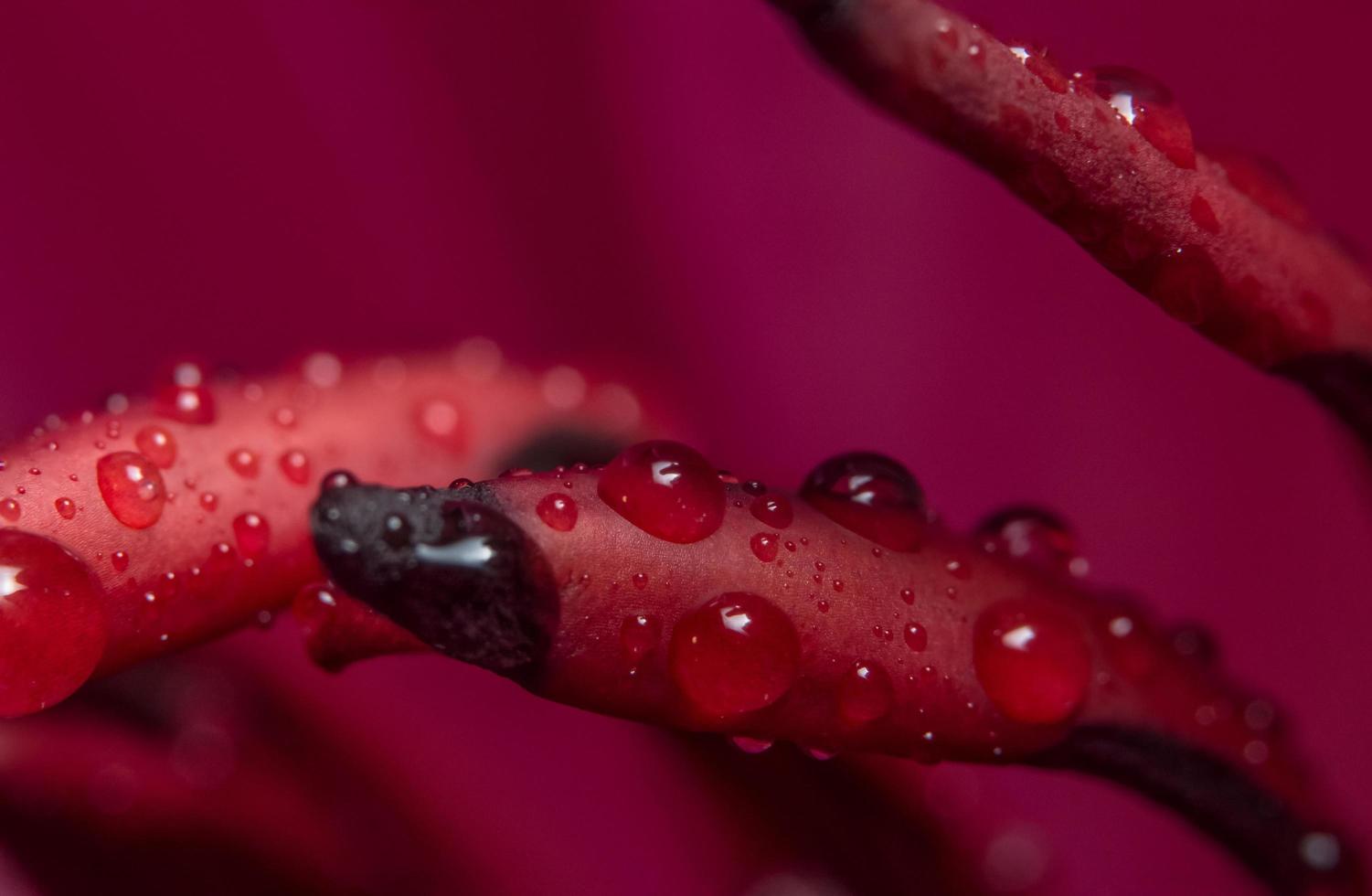 Lotus background, close-up photo