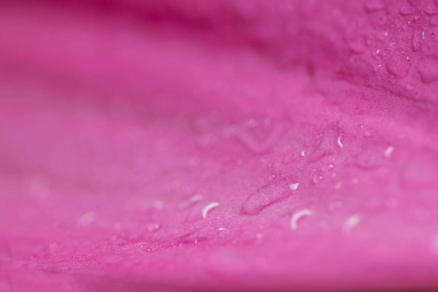 gotas de agua sobre pétalos de loto foto