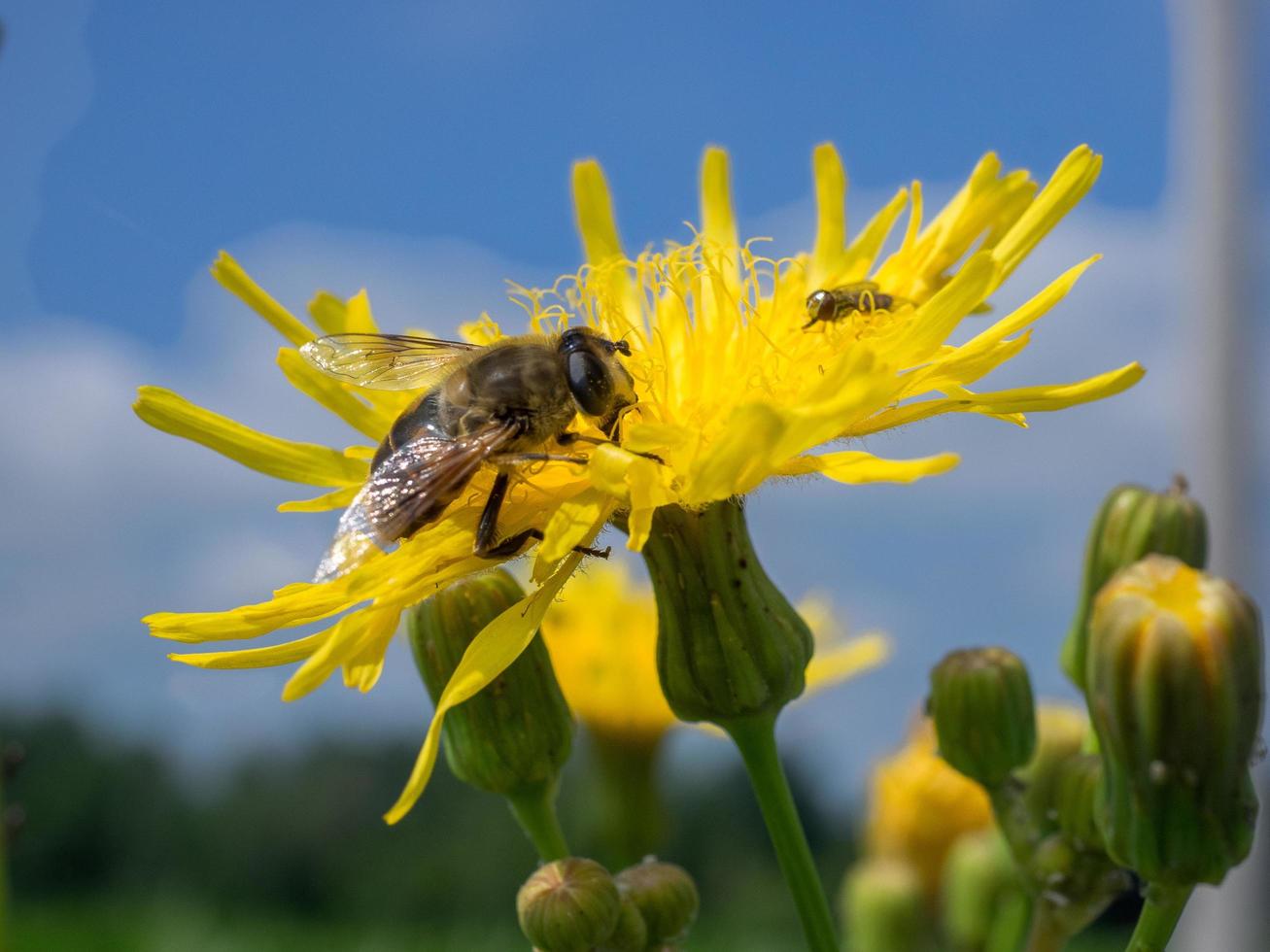 Bee on a yellow flower photo