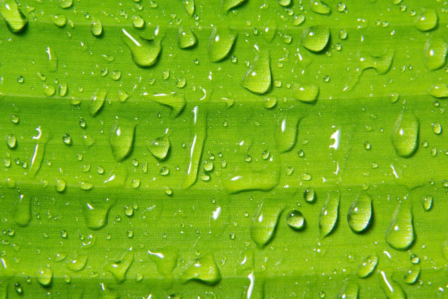 Water drops on plant photo