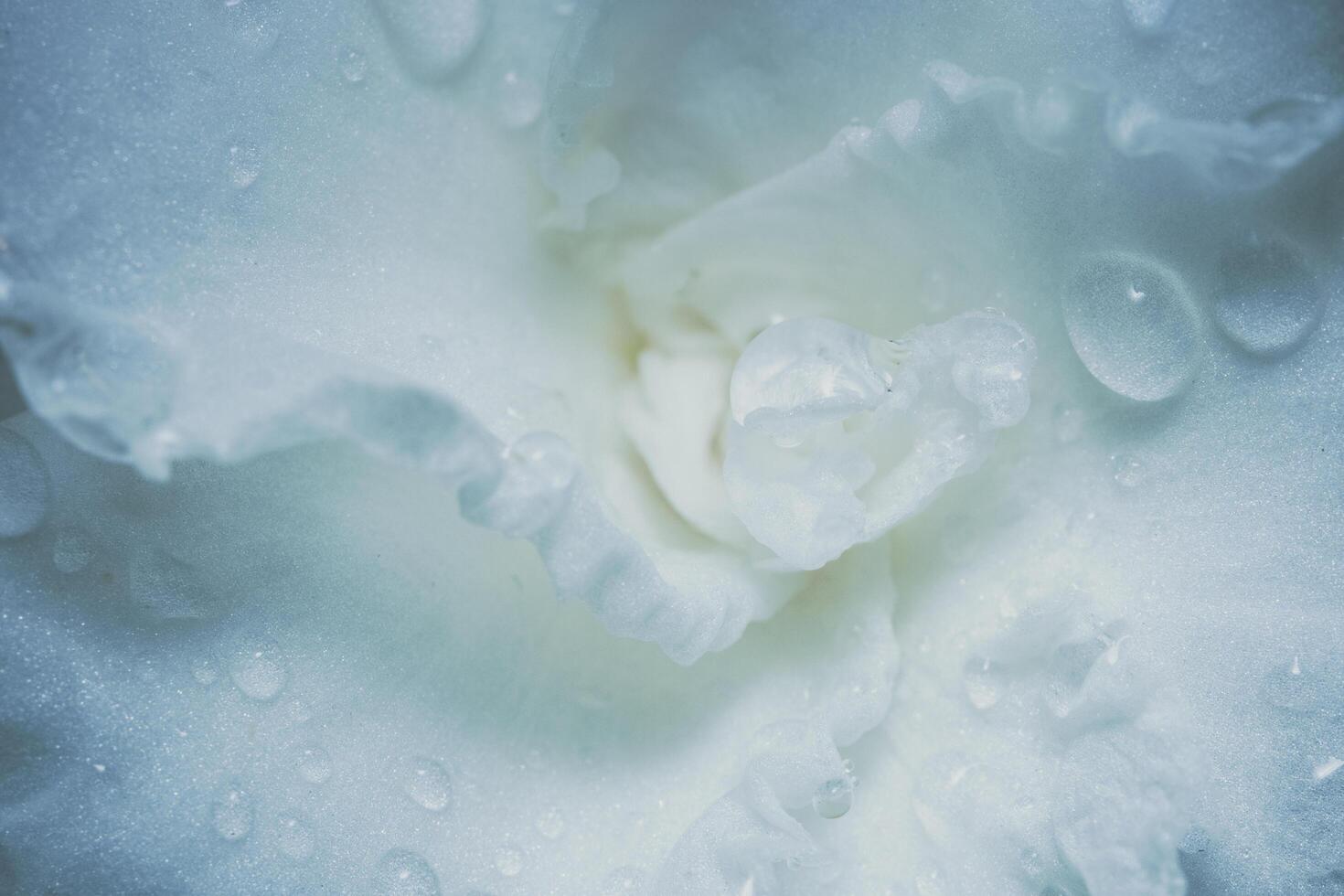 White flower background photo