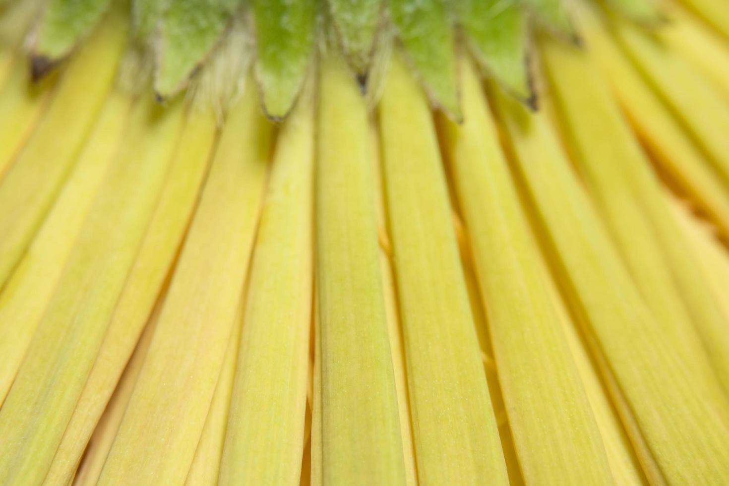 Water droplets on flower petals photo