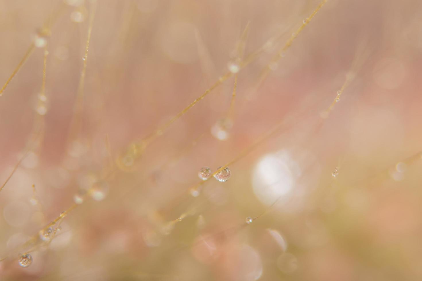 Gotas de agua sobre flores silvestres, fondo borroso foto