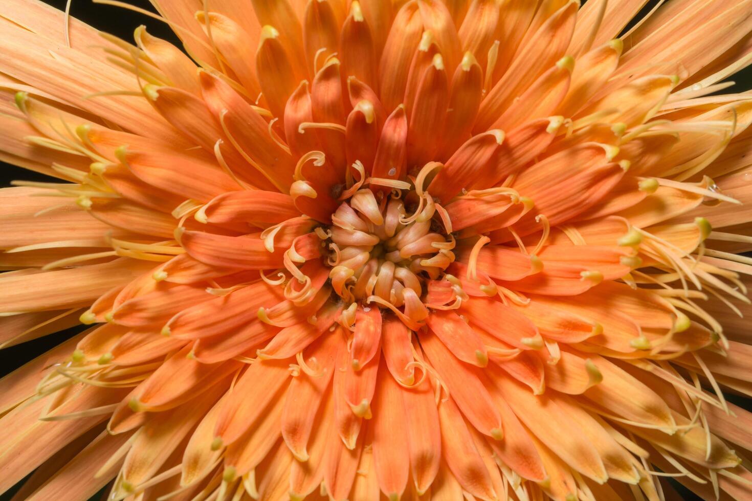 Orange flower background photo