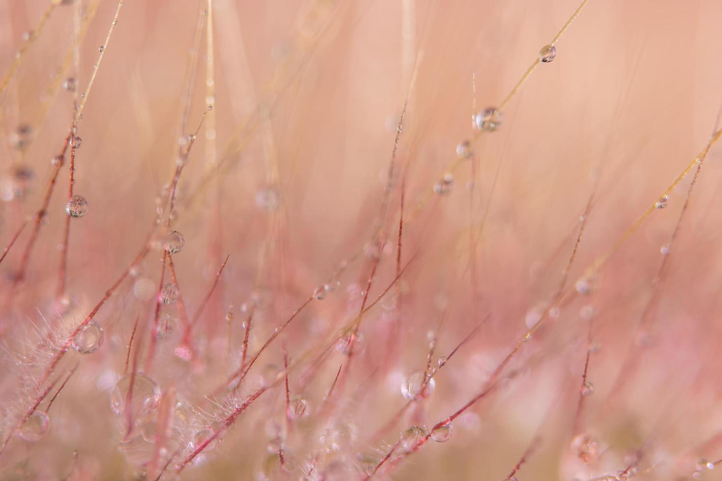 Water drops on wild flowers, blurred background photo