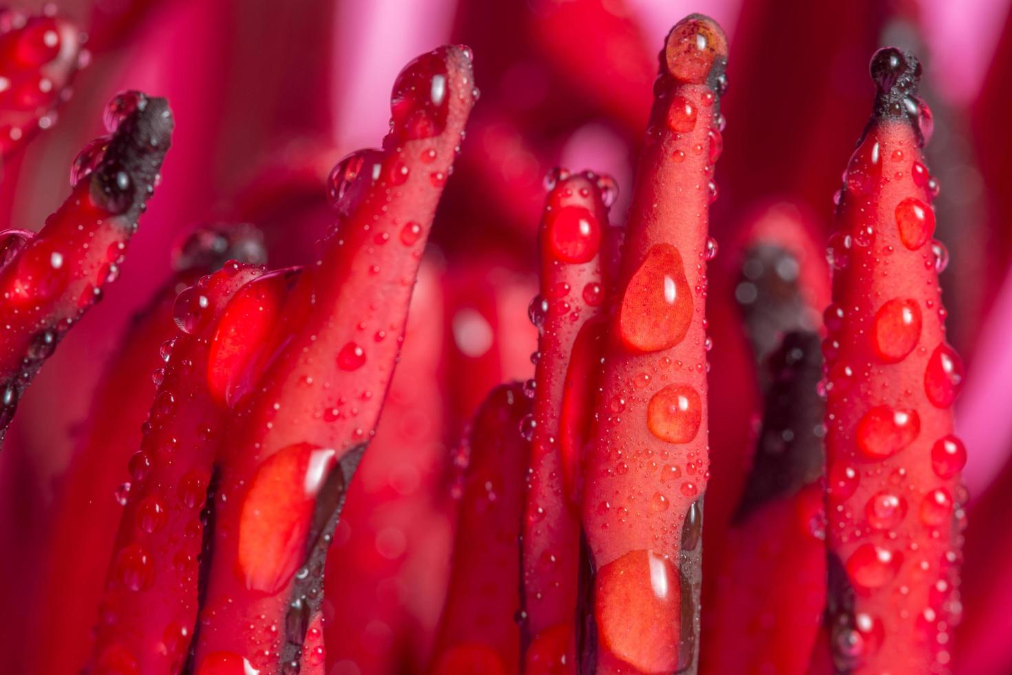 gotas de agua sobre flor roja foto