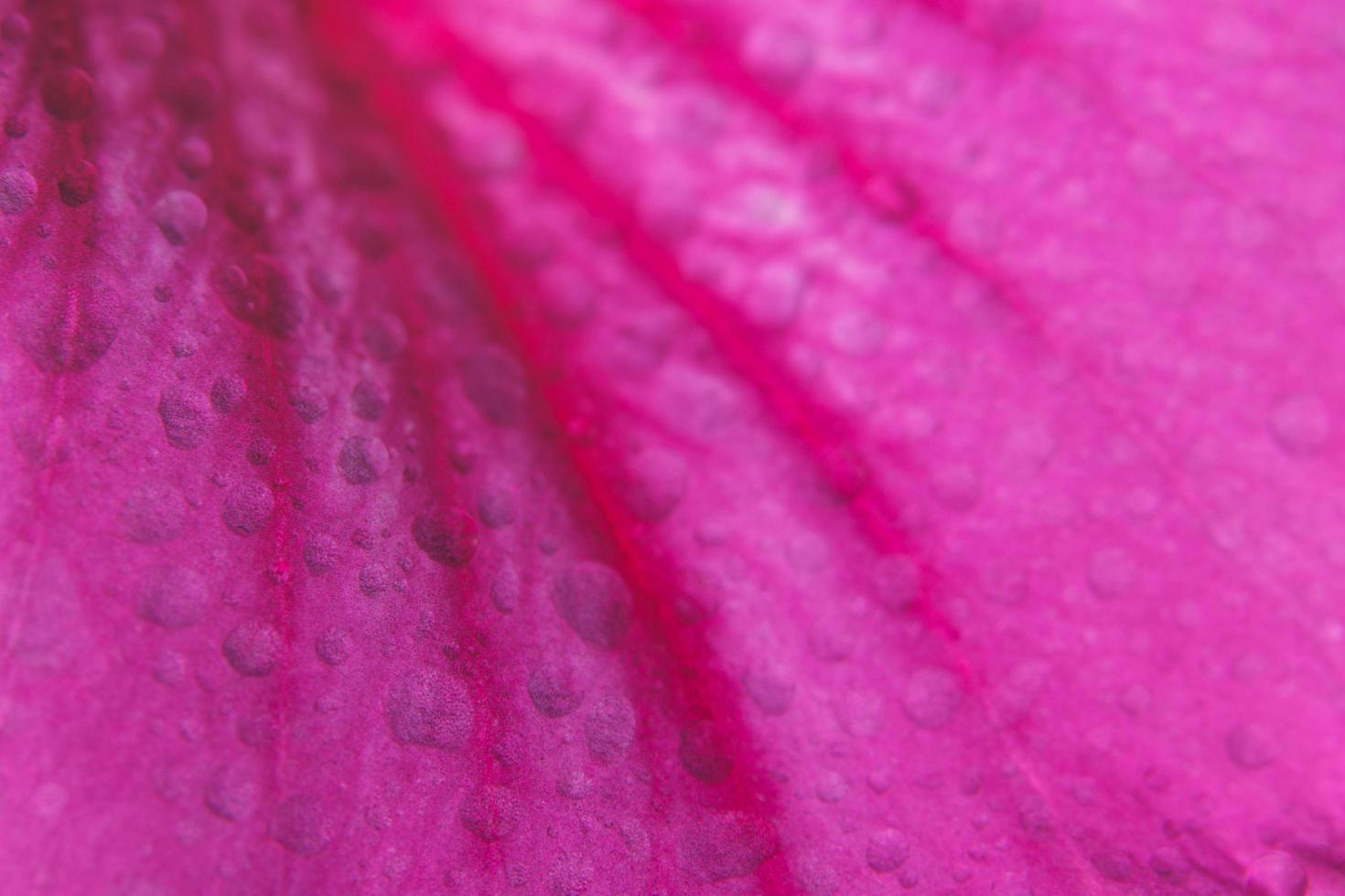 Pink flower background photo