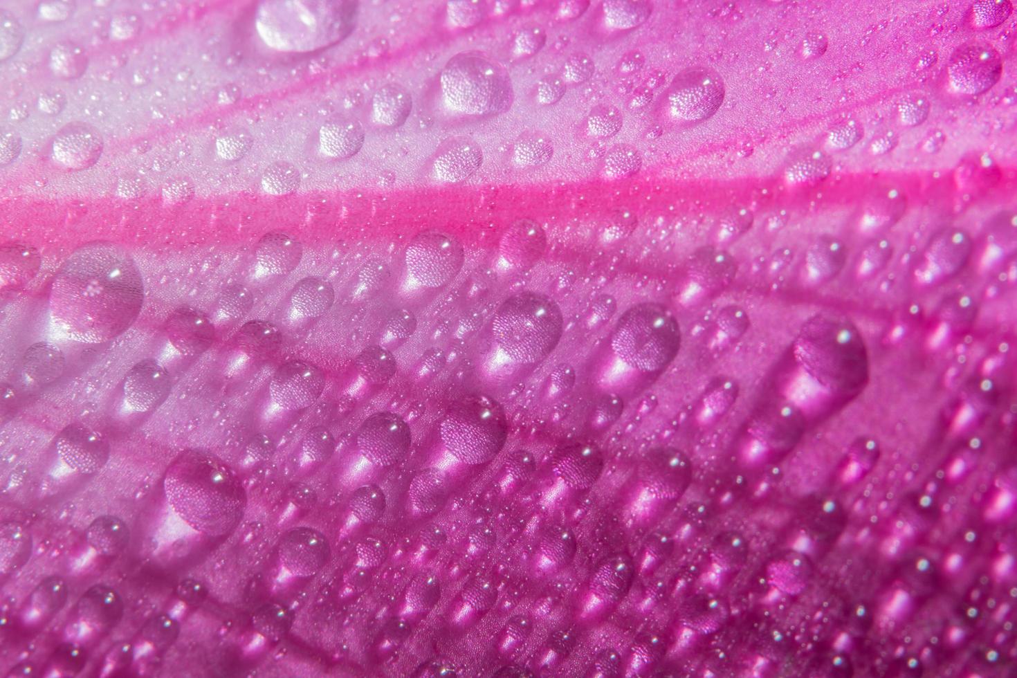gotas de agua sobre pétalos de rosa, primer plano foto