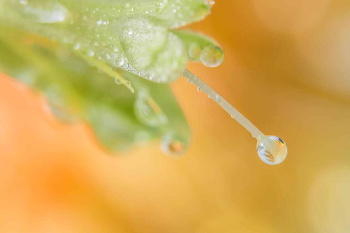 gotas de agua sobre pétalos de flores foto