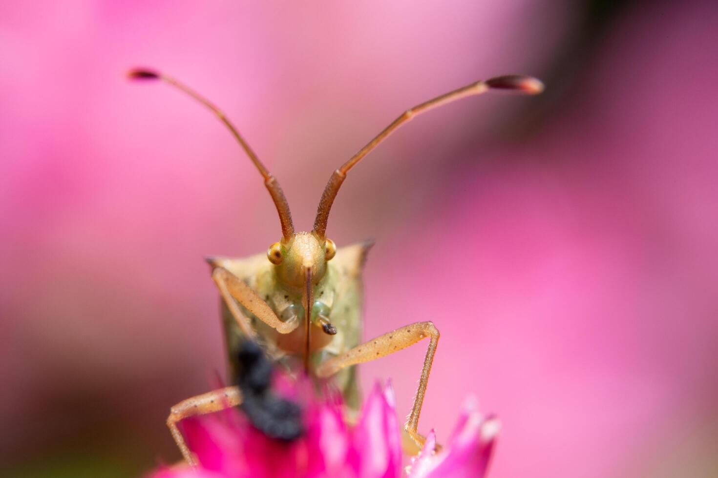 Brown assassin bugs on a flower photo