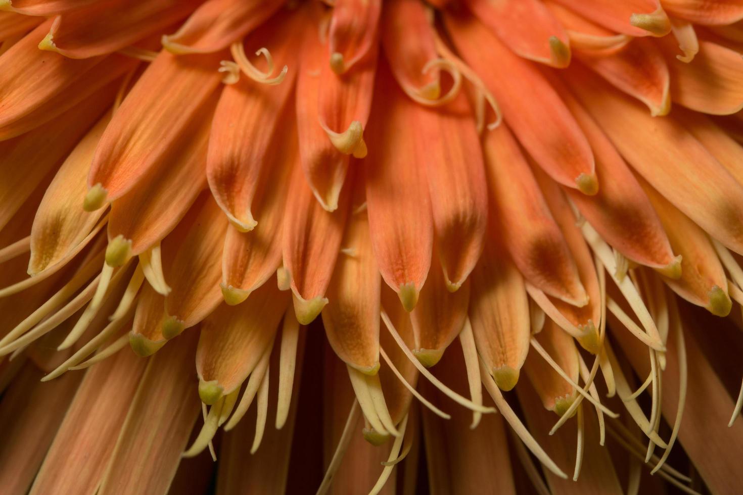 Orange flower close-up photo