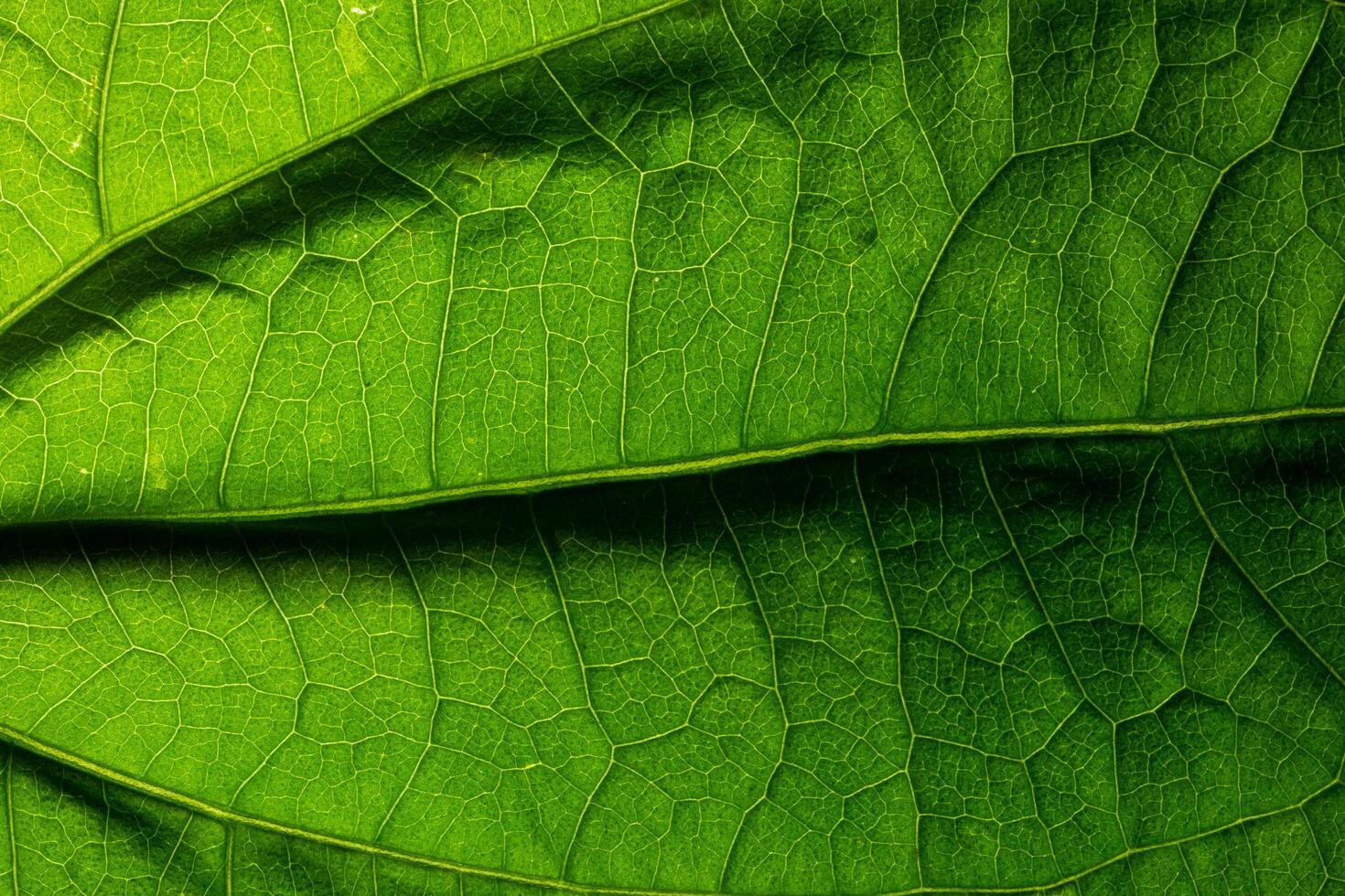 Macro leaf pattern photo