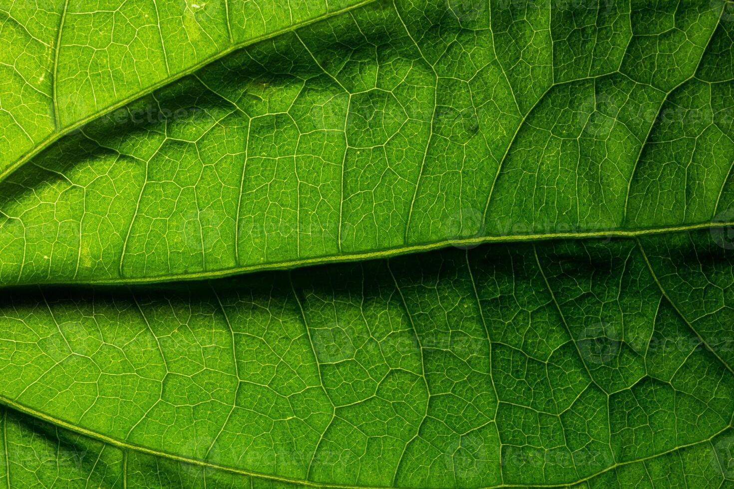 A close up of a green leaf photo