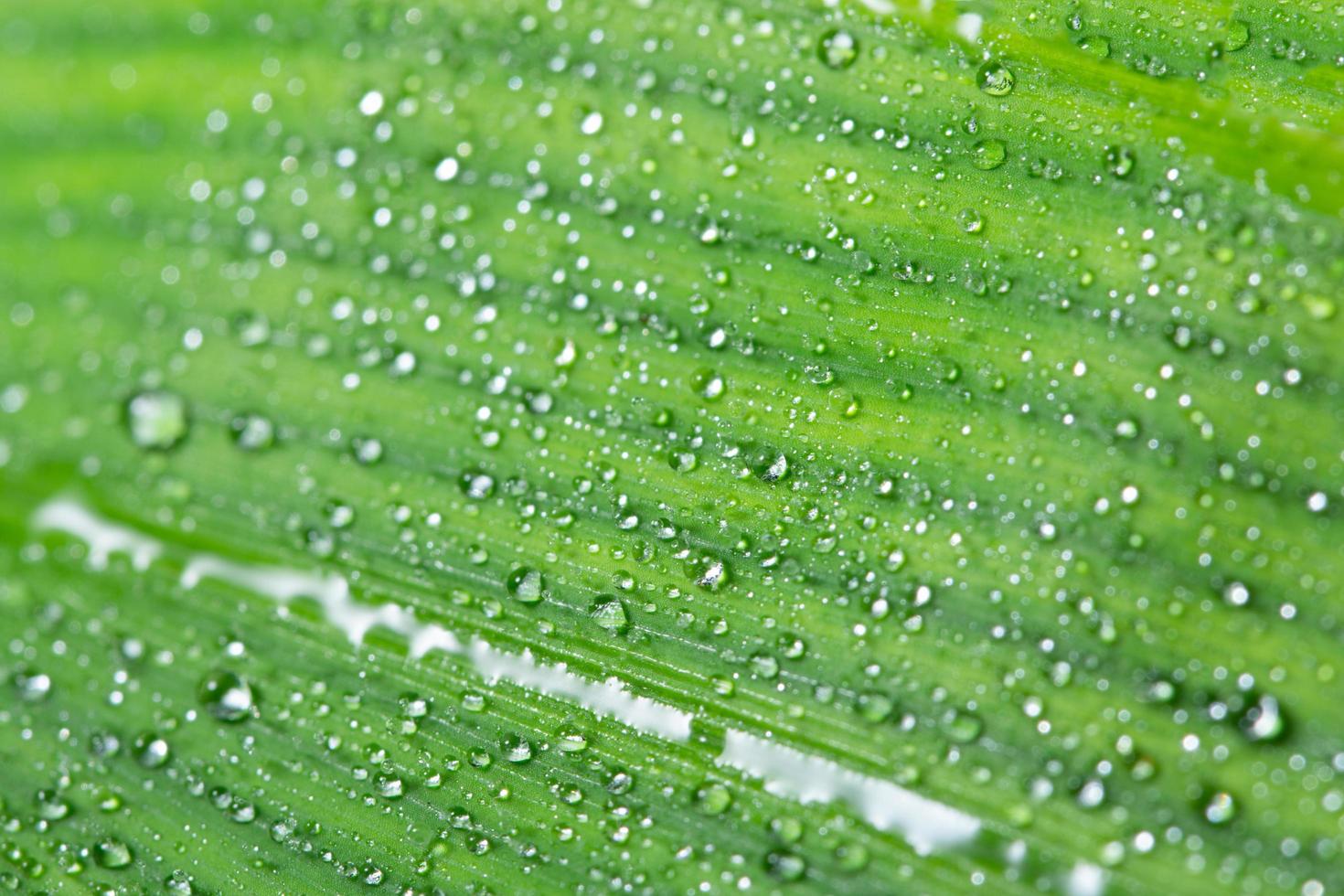 Drops on a green leaf photo