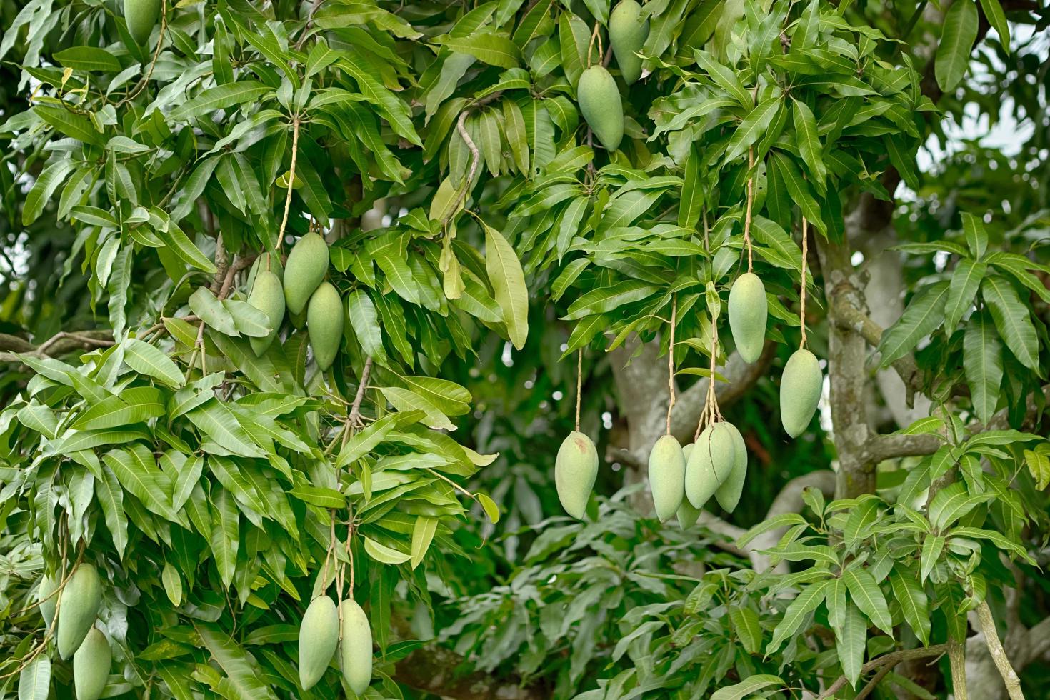 frutos de mango en el árbol foto