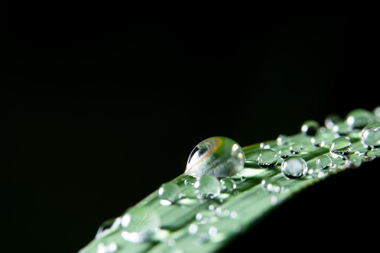 Water drops on a plant photo