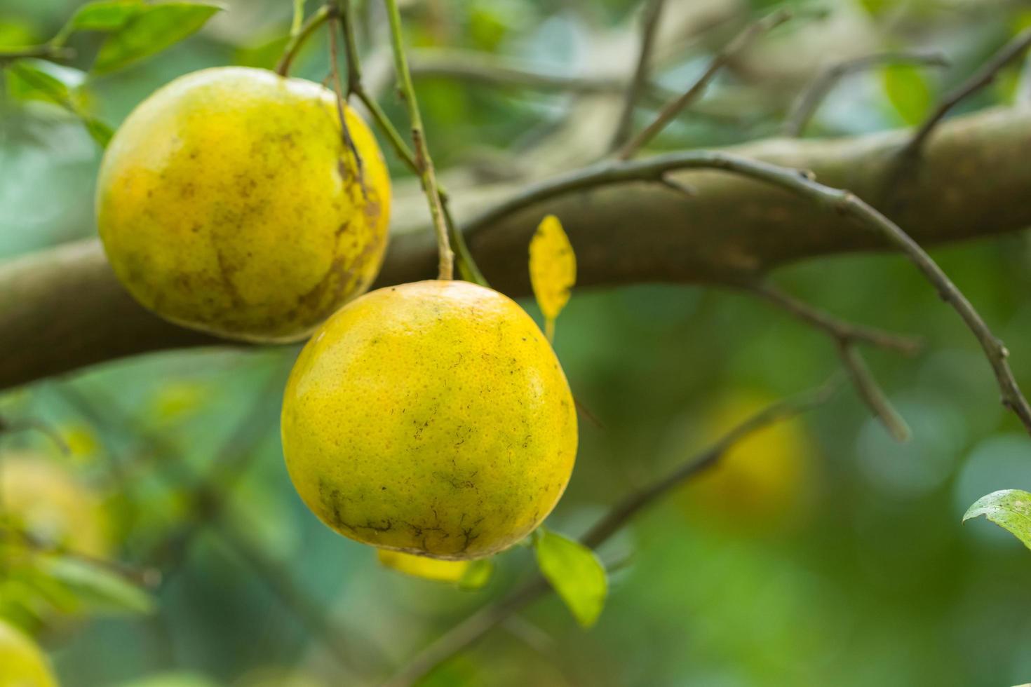 Oranges on the tree photo