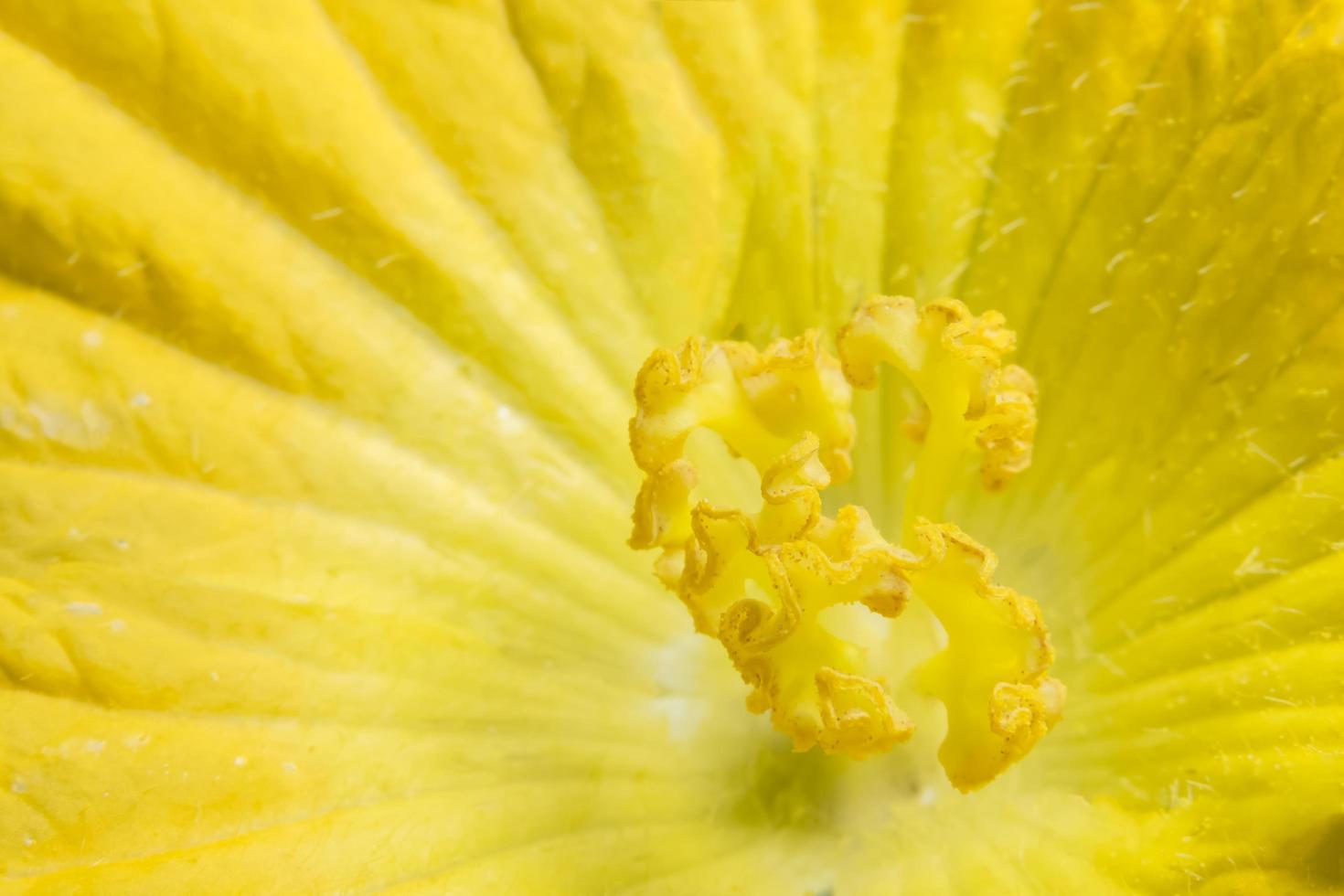 Yellow pumpkin flower close-up photo