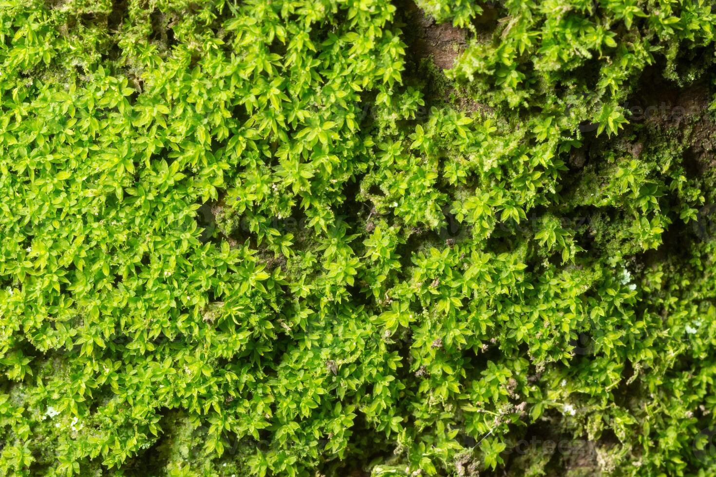 A close up of green moss growing on a tree photo