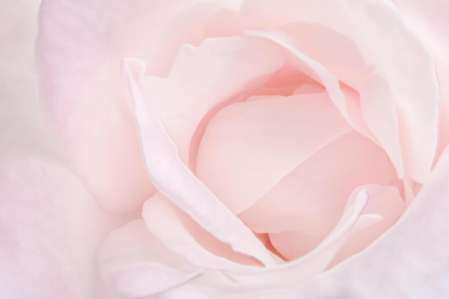 Pink rose background photo