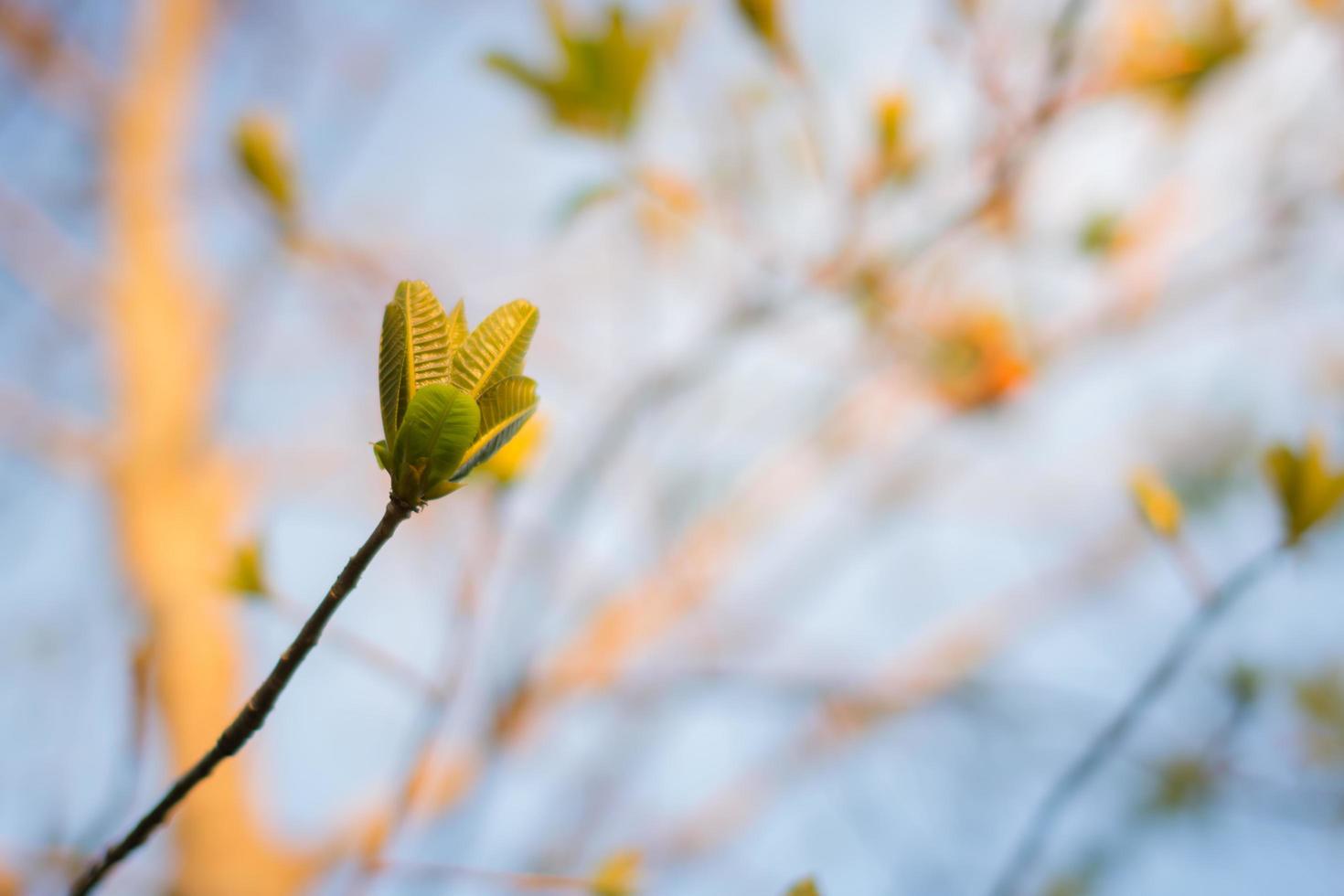 Soft photo of green leaves