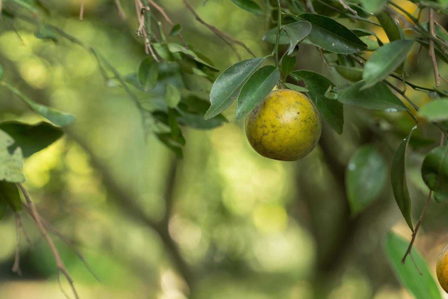 naranja en el arbol foto