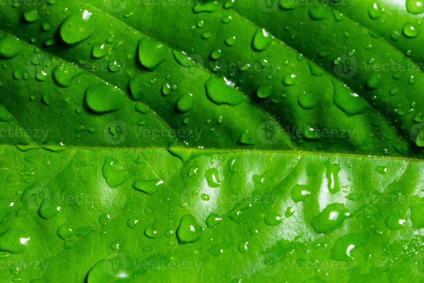 A close up of a green leaf with water droplets photo