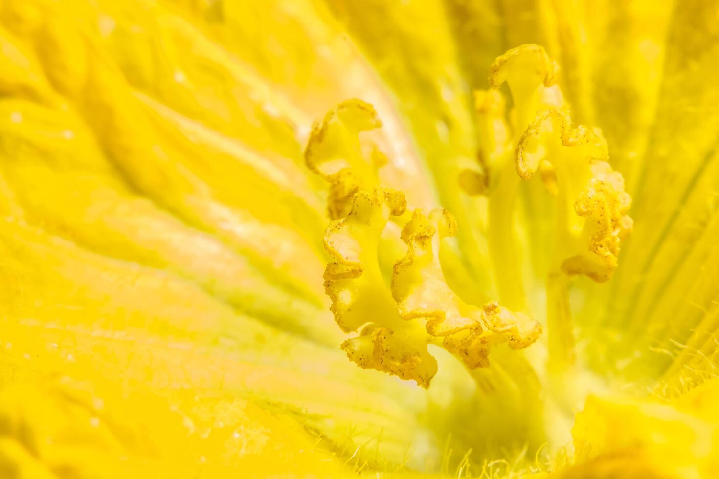 Yellow pumpkin flower close-up photo