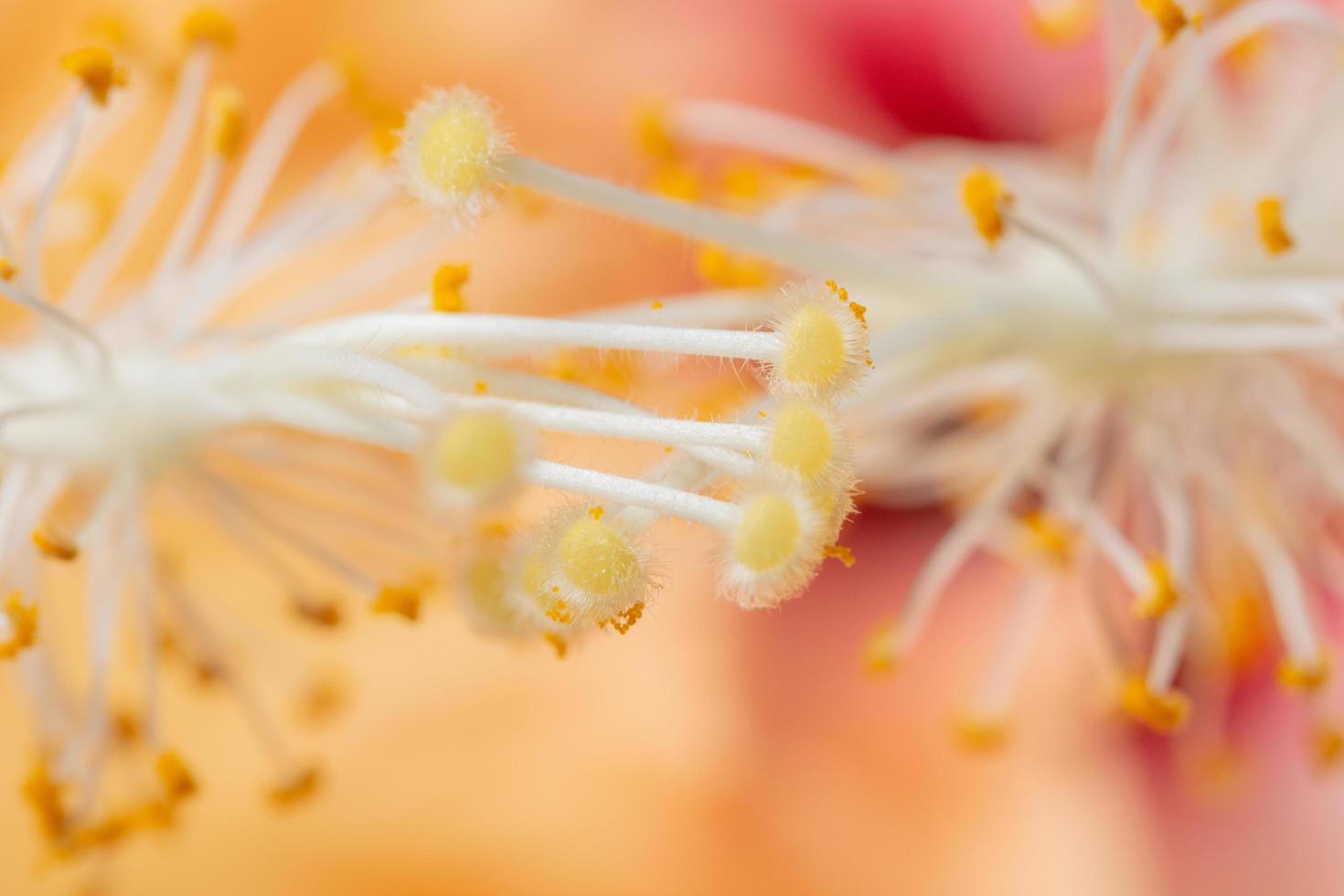 fondo de polen naranja foto
