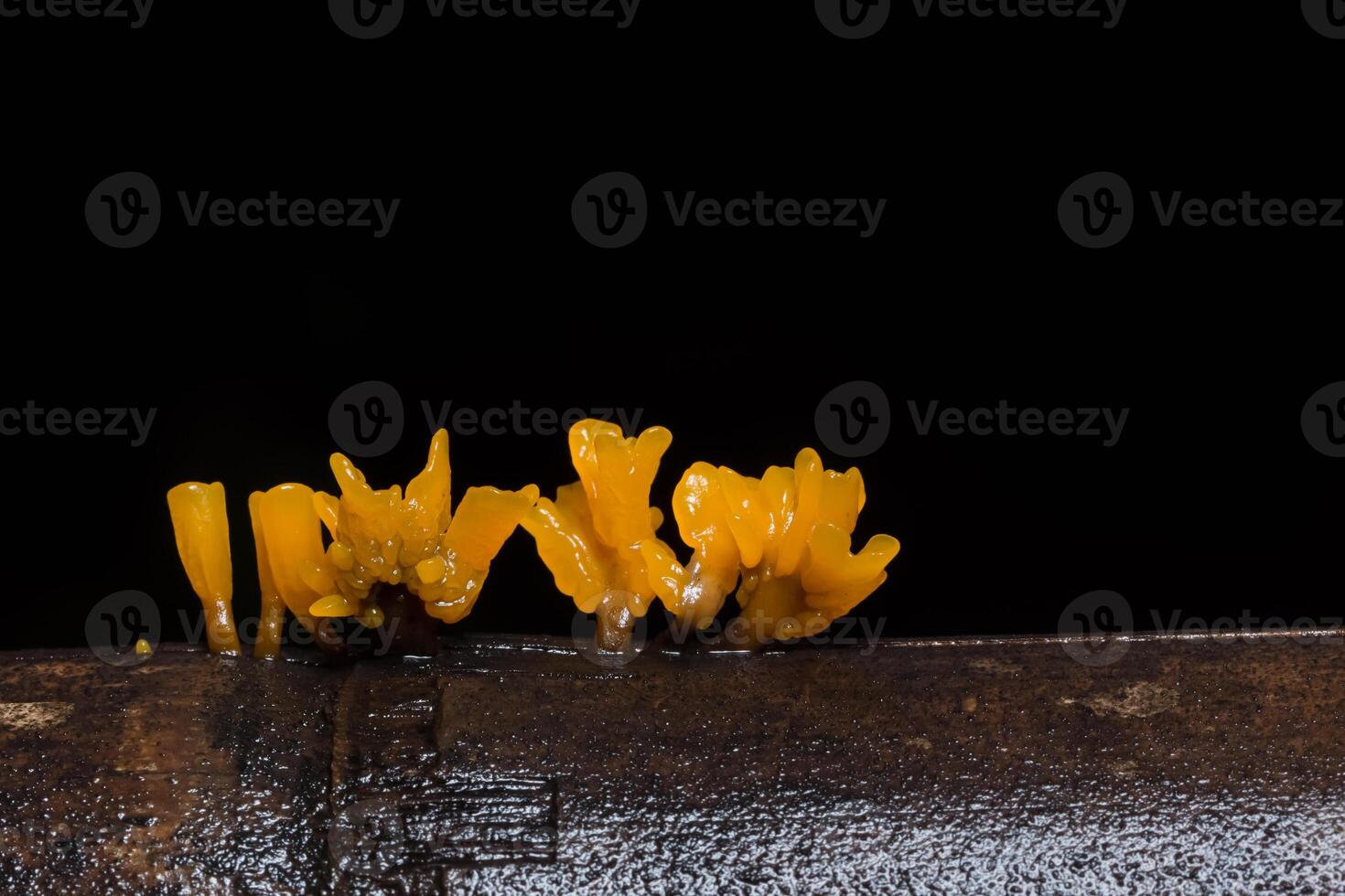 A group of small yellow flowers growing on a piece of wood photo