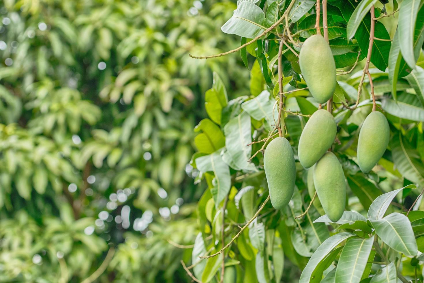frutos de mango en el árbol foto