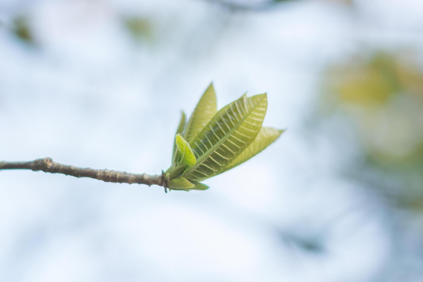 foto suave de hojas verdes