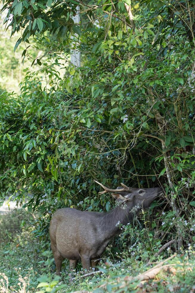 Sambar deer in the Khao Yai National Park photo